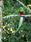 Resplendent quetzal- Costa Rica Art Print